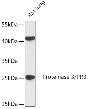 Proteinase 3/PR3 Polyclonal Antibody - image 1