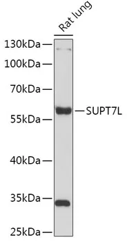 SUPT7L Polyclonal Antibody - image 1