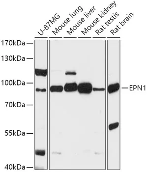 EPN1 Polyclonal Antibody - image 1