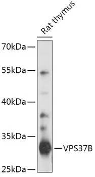 VPS37B Polyclonal Antibody - image 1