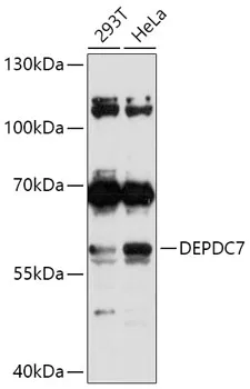 DEPDC7 Polyclonal Antibody - image 1