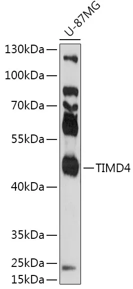 TIMD4 Polyclonal Antibody - image 1