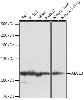 ALG13 Polyclonal Antibody - image 1