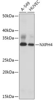 NXPH4 Polyclonal Antibody - image 1