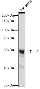 Tulp2 Polyclonal Antibody - image 1