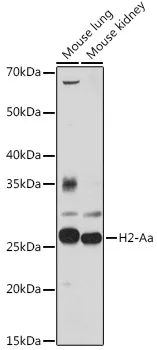 H2-Aa Polyclonal Antibody - image 1