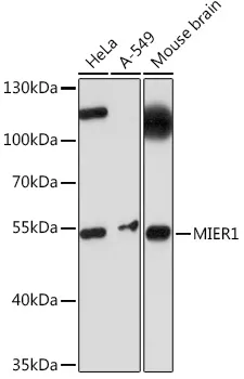 MIER1 Polyclonal Antibody - image 1