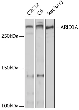ARID1A Polyclonal Antibody - image 1
