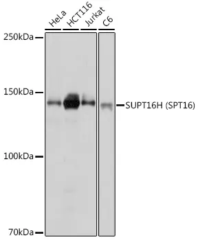 SUPT16H Polyclonal Antibody - image 1