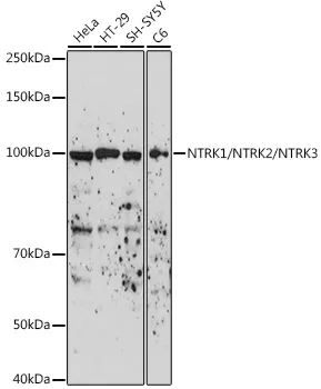 NTRK1/NTRK2/NTRK3 Polyclonal Antibody - image 1