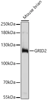 GRID2 Polyclonal Antibody - image 1