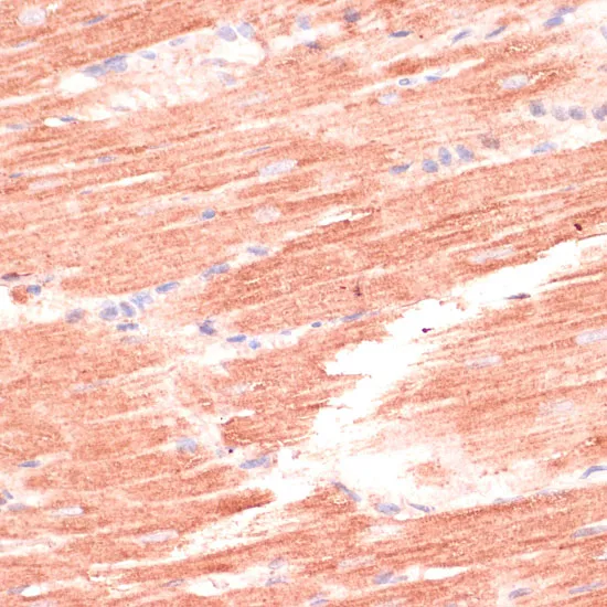 MARK3 Polyclonal Antibody - image 1
