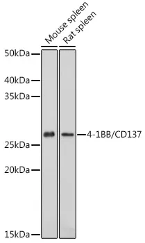 4-1BB/CD137 Polyclonal Antibody - image 1