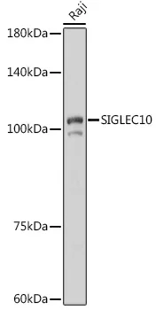 SIGLEC10 Polyclonal Antibody - image 1