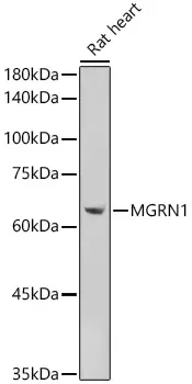 MGRN1 Polyclonal Antibody - image 1