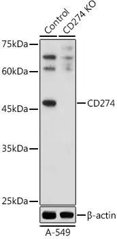 (KO Validated) CD274 Polyclonal Antibody - image 1