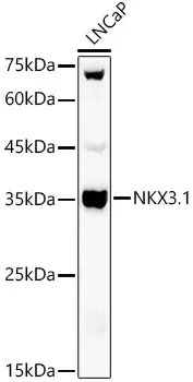 NKX3.1 Polyclonal Antibody - image 1