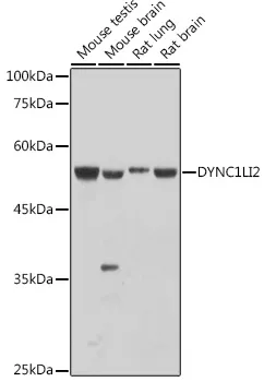 DYNC1LI2 Polyclonal Antibody - image 1