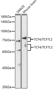 TCF4/TCF7L2 Polyclonal Antibody - image 1