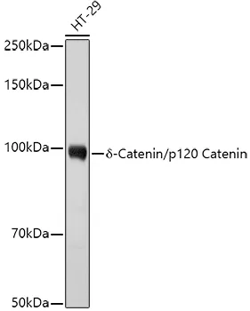 δ-Catenin/p120 Catenin Polyclonal Antibody - image 1