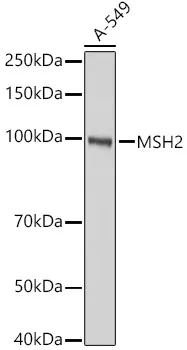 (KO Validated) MSH2 Polyclonal Antibody - image 1