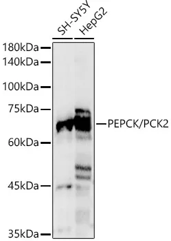 (KO Validated) PEPCK/PCK2 Polyclonal Antibody - image 1
