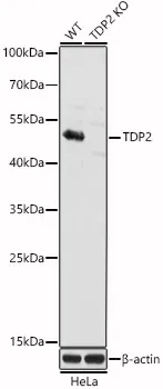 (KO Validated) TDP2 Polyclonal Antibody - image 1
