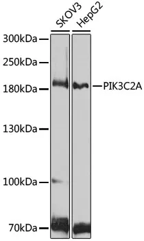 PIK3C2A Polyclonal Antibody - image 1