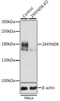 (KO Validated) ZMYND8 Polyclonal Antibody - image 1