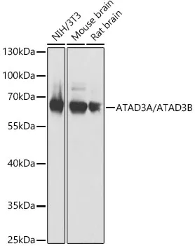 ATAD3A/ATAD3B Polyclonal Antibody - image 1