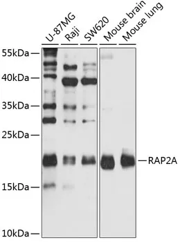 RAP2A Polyclonal Antibody - image 1