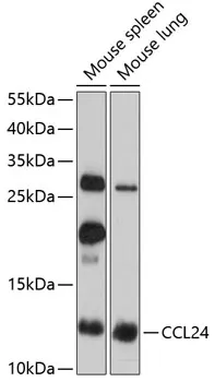 CCL24 Polyclonal Antibody - image 1