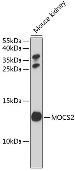 MOCS2 Polyclonal Antibody - image 1