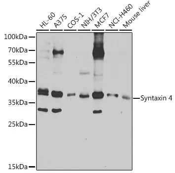 Syntaxin 4 Polyclonal Antibody - image 1