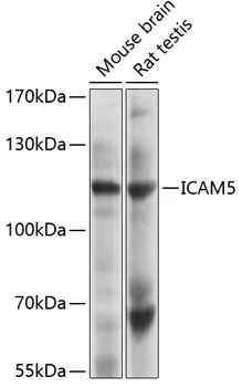 ICAM5 Polyclonal Antibody - image 1