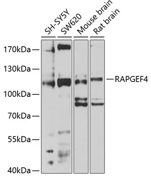 RAPGEF4 Polyclonal Antibody - image 1