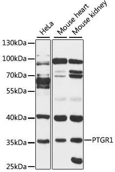 PTGR1 Polyclonal Antibody - image 1