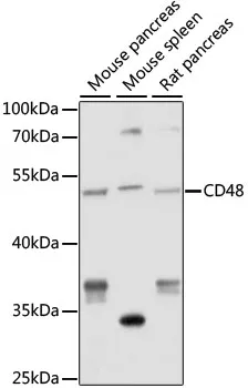 CD48 Polyclonal Antibody - image 1