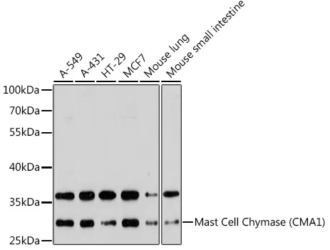Mast Cell Chymase (CMA1) Polyclonal Antibody - image 1