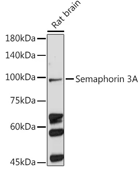 Semaphorin 3A Polyclonal Antibody - image 1