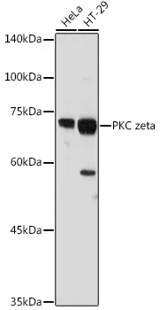 PKC zeta Polyclonal Antibody - image 1