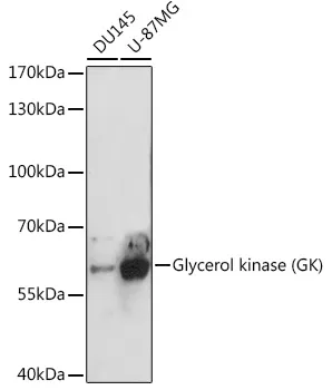 Glycerol kinase (GK) Polyclonal Antibody - image 1