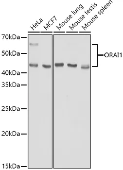 ORAI1 Polyclonal Antibody - image 1