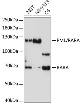 PML/RARA Polyclonal Antibody - image 1