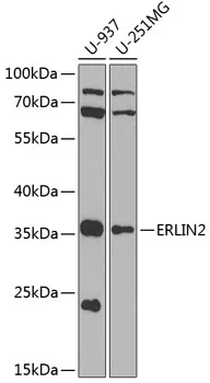 ERLIN2 Polyclonal Antibody - image 1