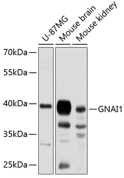 GNAI1 Polyclonal Antibody - image 1