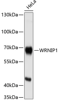 WRNIP1 Polyclonal Antibody - image 1