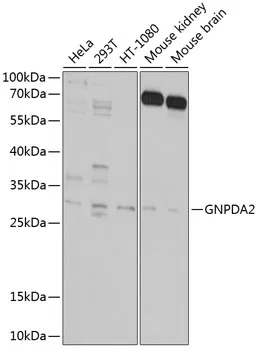 GNPDA2 Polyclonal Antibody - image 1