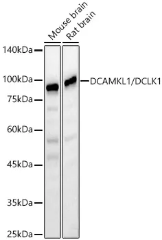 DCAMKL1/DCLK1 Polyclonal Antibody - image 1