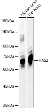 HAS2 Polyclonal Antibody - image 1